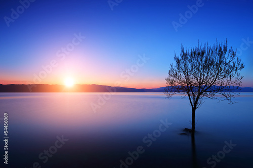 Silhouette of a tree in Ohrid lake, Macedonia at sunset