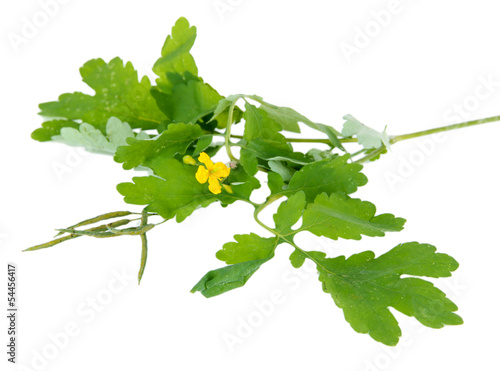 Blooming Celandine isolated on white