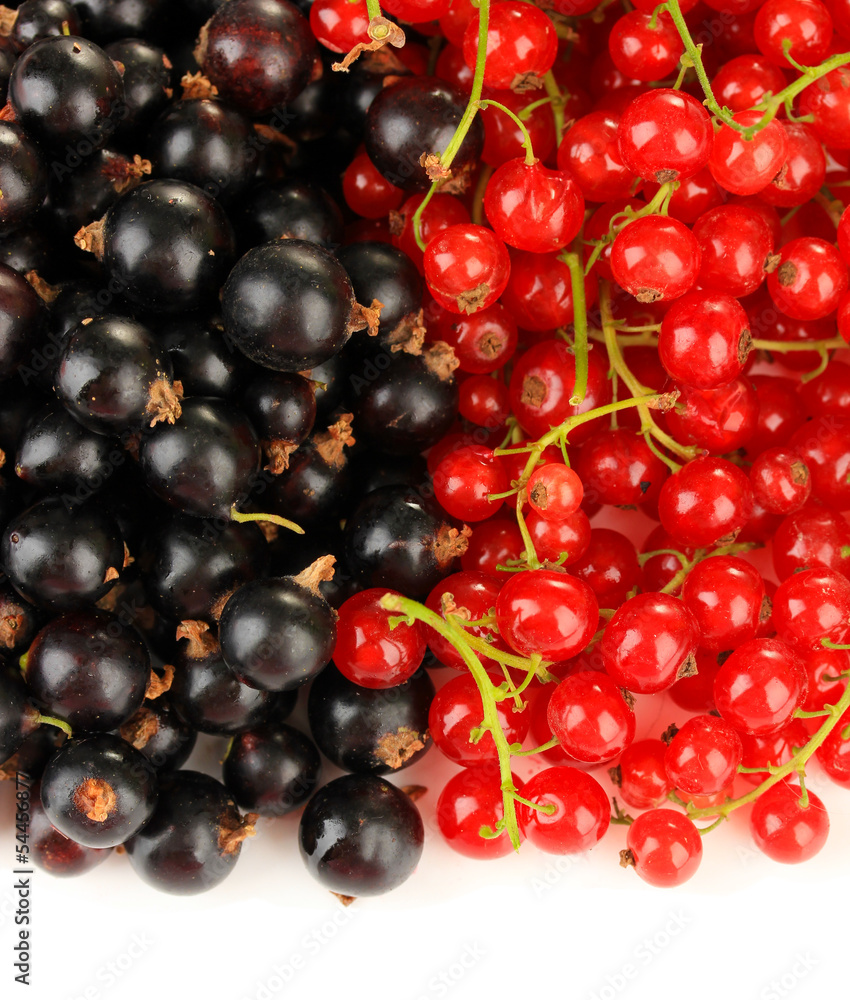 Red and black currant isolated on white Red and black currant isolated on white