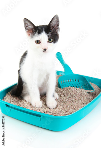 Small kitten in blue plastic litter cat isolated on white