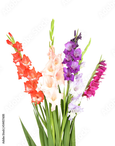 Fototapet Beautiful gladiolus flower isolated on white