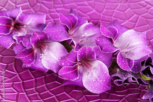 Beautiful gladiolus flower in water on purple background