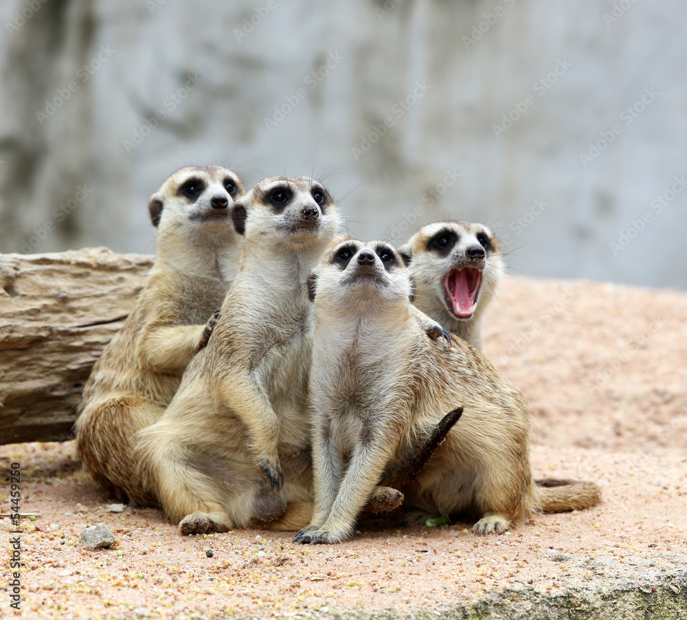 Meerkats Meerkats