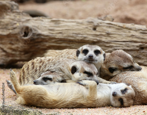 Meerkats sleeping photo