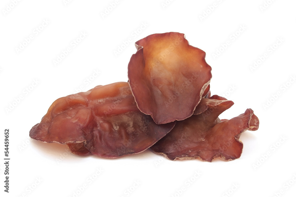 Black Fungus (Jew's Ear Mushroom ) on white background Black Fungus (Jew's Ear Mushroom ) on white background