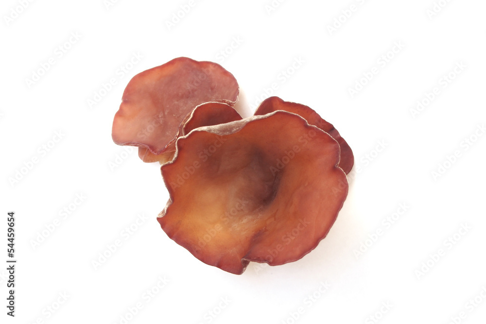 Black Fungus (Jew's Ear Mushroom ) on white background Black Fungus (Jew's Ear Mushroom ) on white background