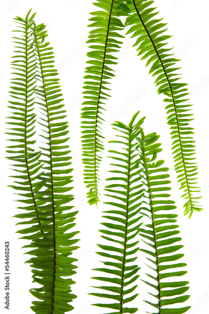 Fern leaf Fern leaf