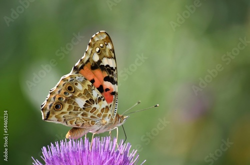 butterfly admiral urticaria chocolatier on a flower beautiful blurred green background