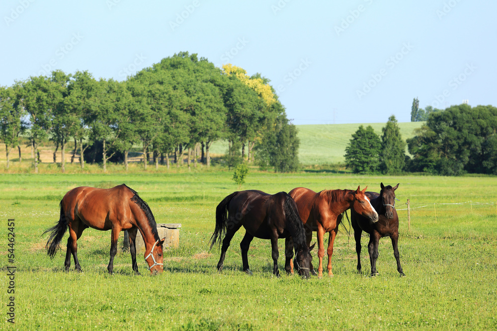 Grazing brown Horses on the green Pasture Grazing brown Horses on the green Pasture