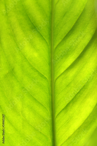 green leaf background