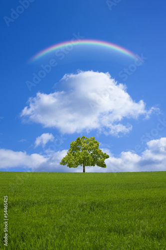 草原と木と虹