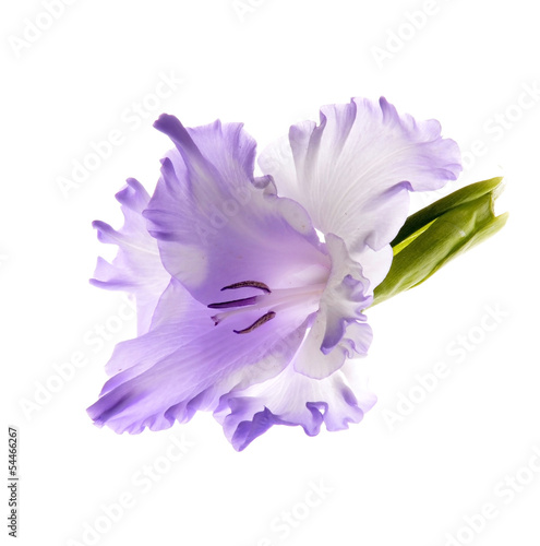 Fototapeta Naklejka Na Ścianę i Meble -  gladiolus flowers isolated on white background..