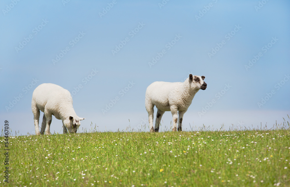 Obraz premium zwei schafe stehen schauend auf dem deich