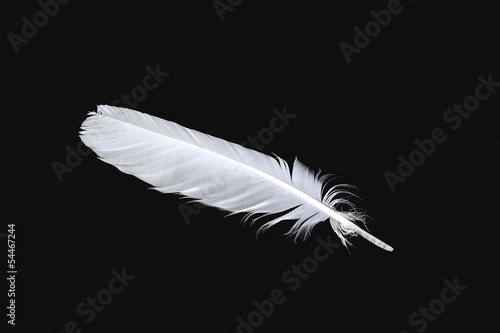 The white feather of a bird