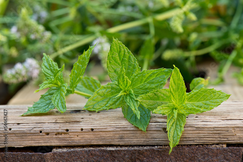 peppermint
