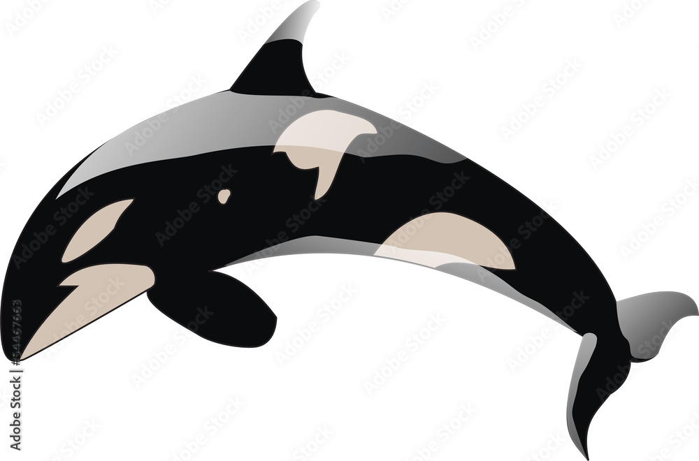 Naklejka premium Orca whale