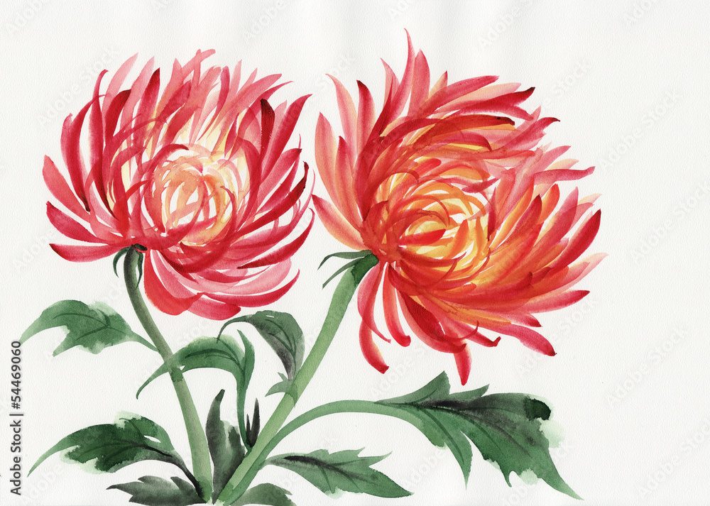 Naklejka premium Chrysanthemum flower