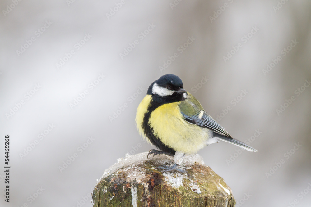 Fototapeta premium Coal Tit