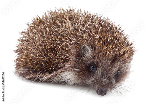 Small hedgehog in front isolated on white background