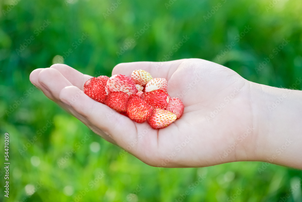 Child's hand with strawberries on the background of grass. Child's hand with strawberries on the background of grass.