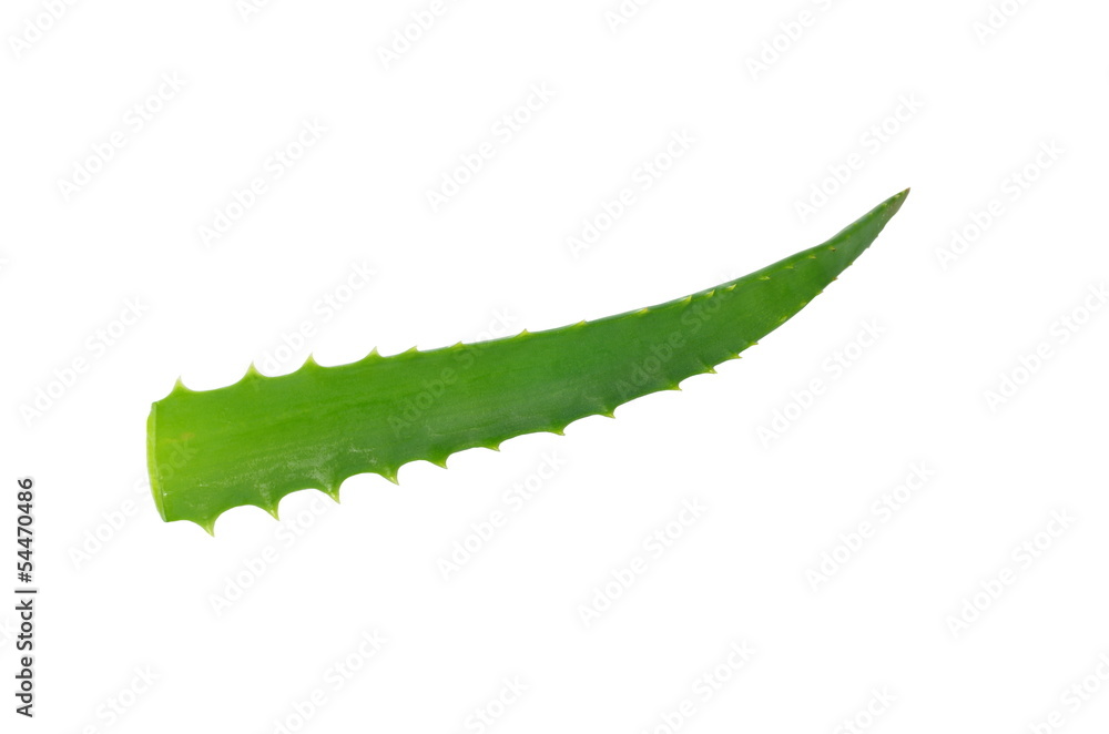 aloe leaf