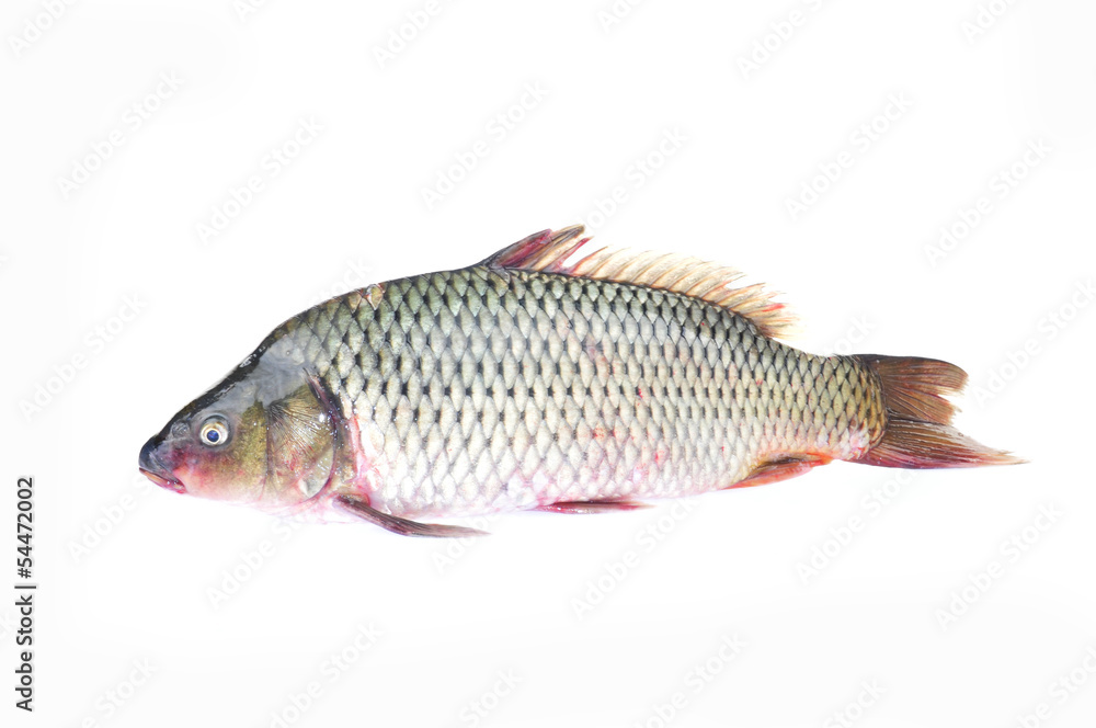 The fish on a white background The fish on a white background