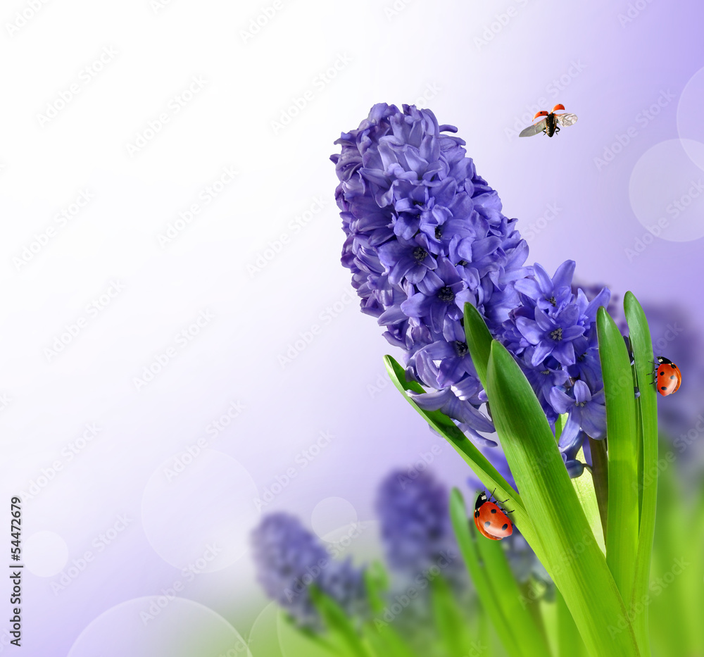 Obraz premium Hyacinth with ladybugs