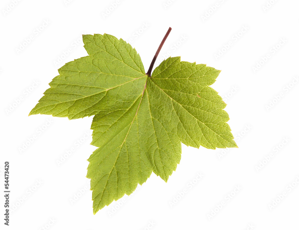 Fototapeta premium Currant leaves isolated on a white background.