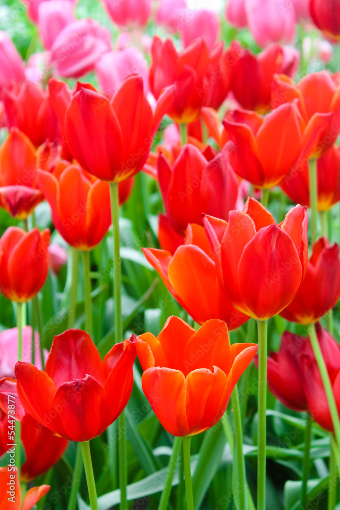 colorful tulips. Beautiful spring flowers. Spring landscape colorful tulips. Beautiful spring flowers. Spring landscape