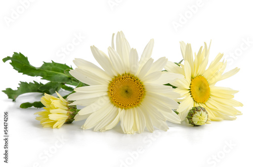 Fototapeta Naklejka Na Ścianę i Meble -  Leucanthemum maximum 'Broadway Lights' - Margerite