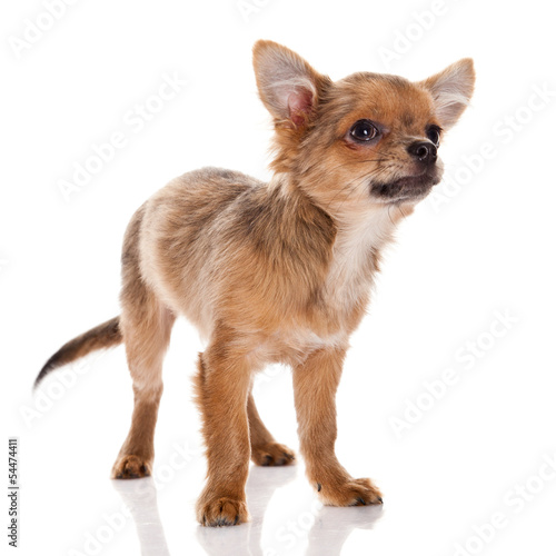 Chihuahua dog on white background.