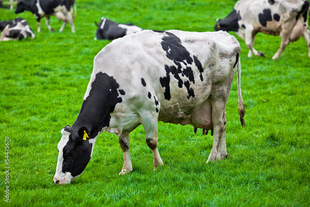 cows on meadow