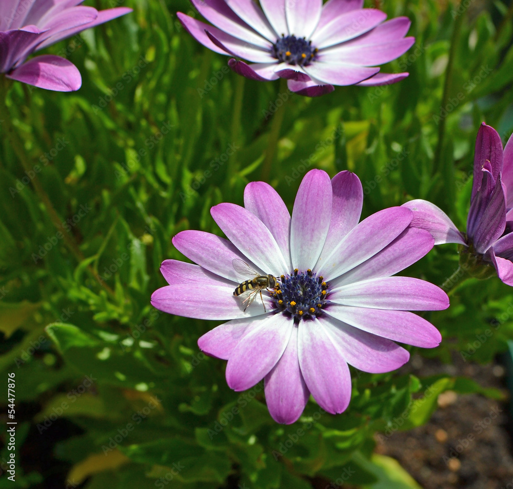 A small Syrphidae hoverfly feeding on a flower