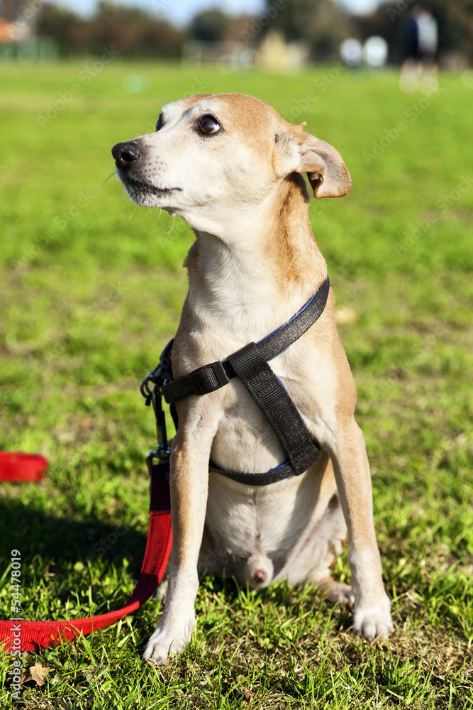 Pinscher Dog Portrait at the Park
