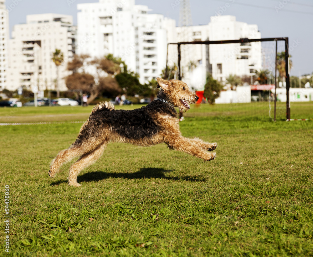 Airdale Terrier Dog Running at the Park Airdale Terrier Dog Running at the Park