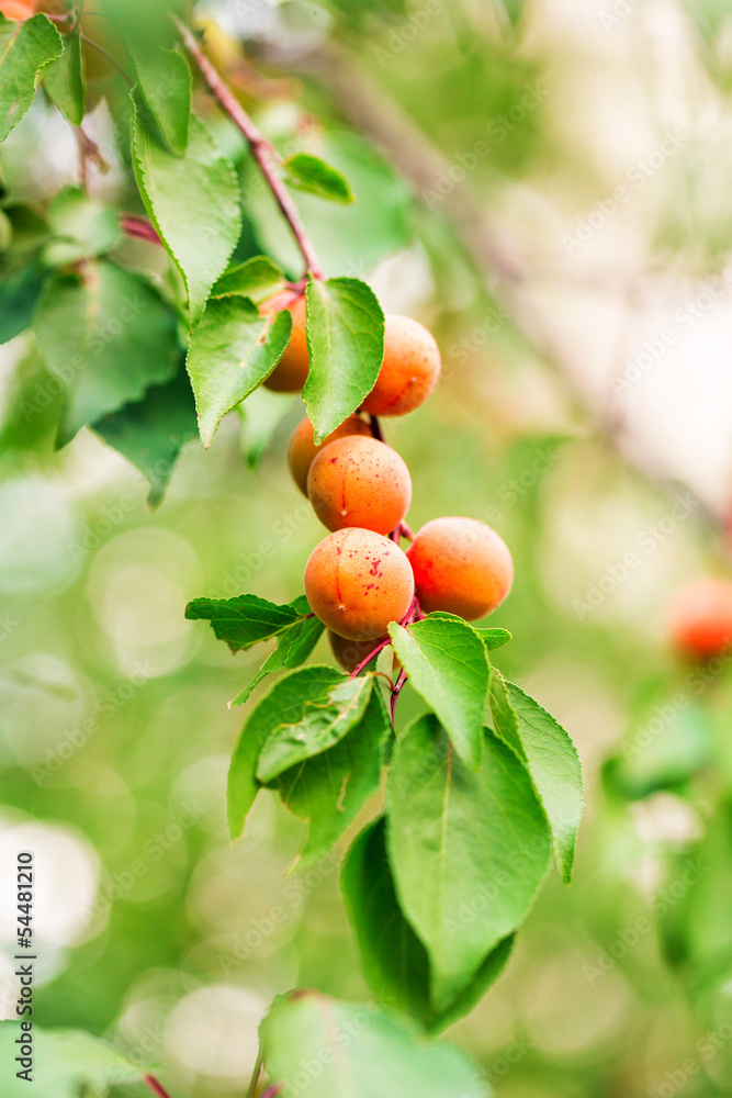Ripe apricots growing on a branch