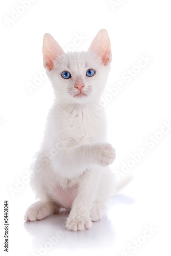 The white kitten sits with the raised paw.