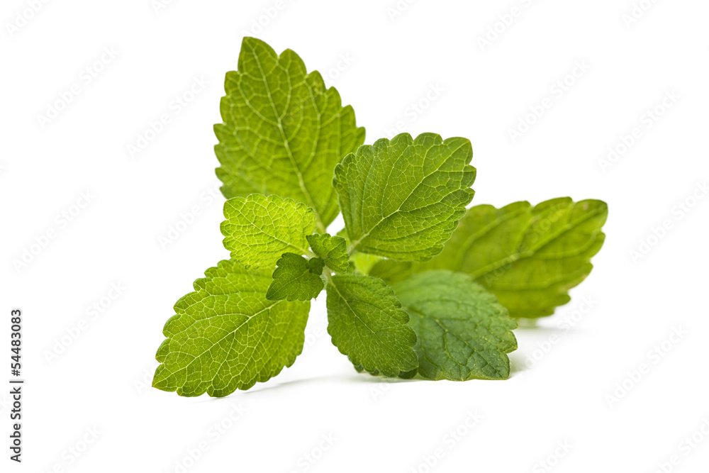 Fresh green leaf of melissa. Lemon balm Fresh green leaf of melissa. Lemon balm