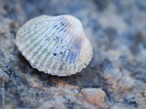 Seashell © Laks