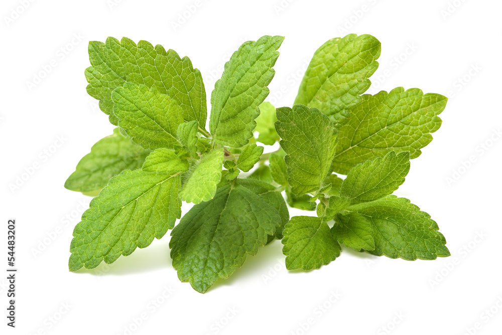 Fresh green leaf of melissa. Lemon balm Fresh green leaf of melissa. Lemon balm