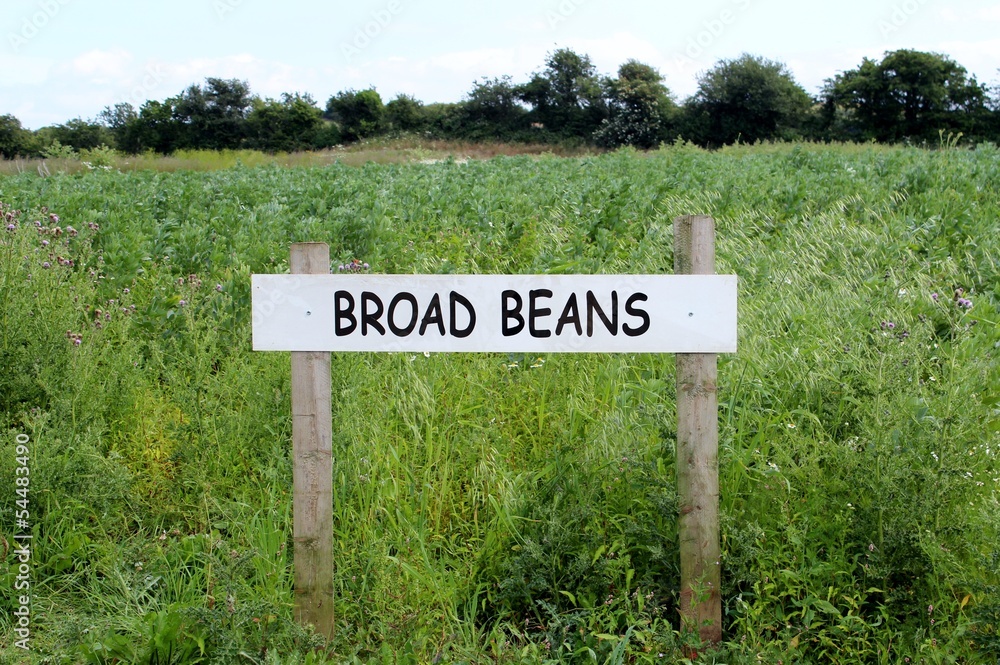Broad bean field