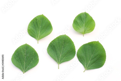 Green leaf   Muktajhuri  Swetbasanta  Beng