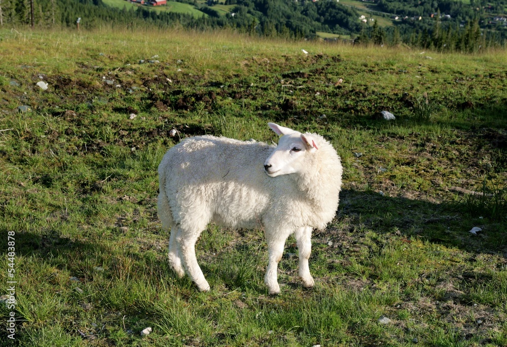 Obraz premium Lamb on summer pasture