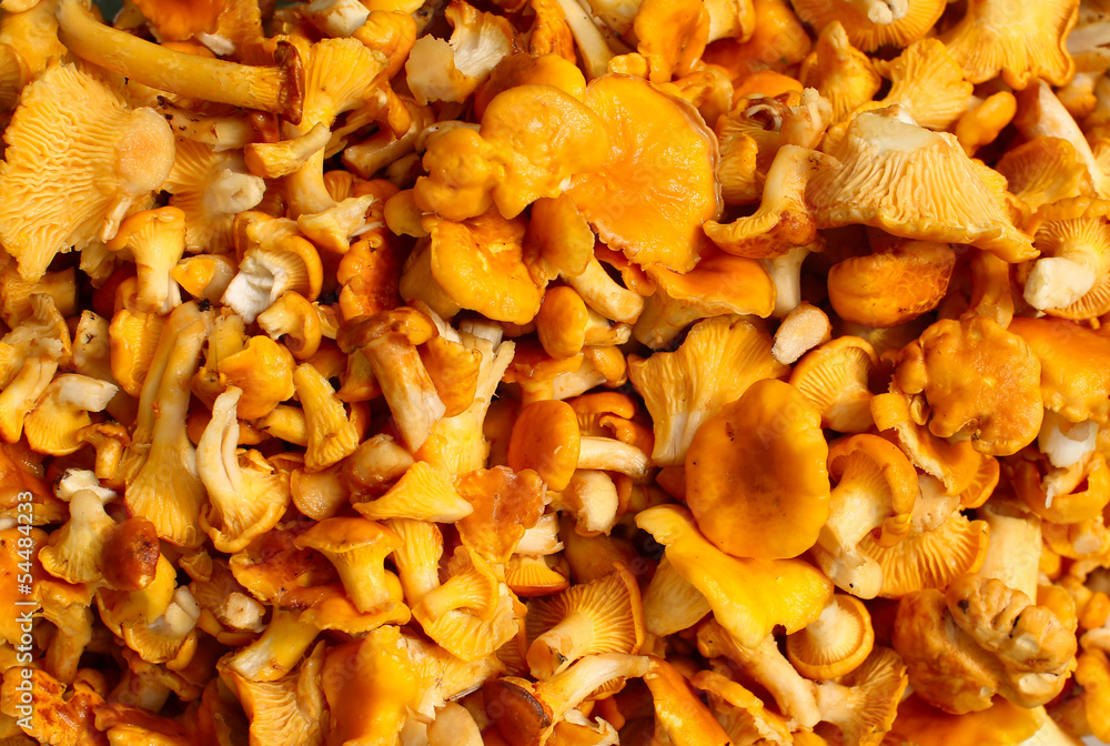 chanterelle mushrooms on the entire frame chanterelle mushrooms on the entire frame