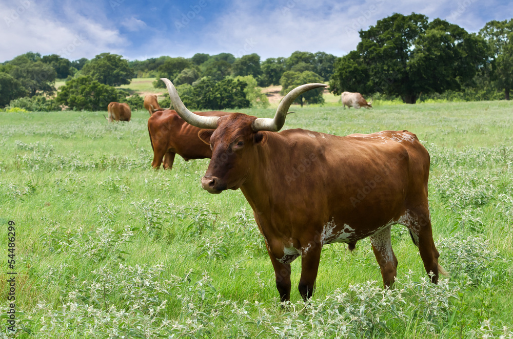 Texas Longhorn cattle grazing on the meadow Texas Longhorn cattle grazing on the meadow