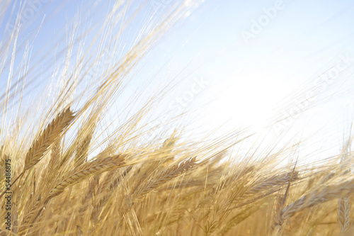 Harvest time