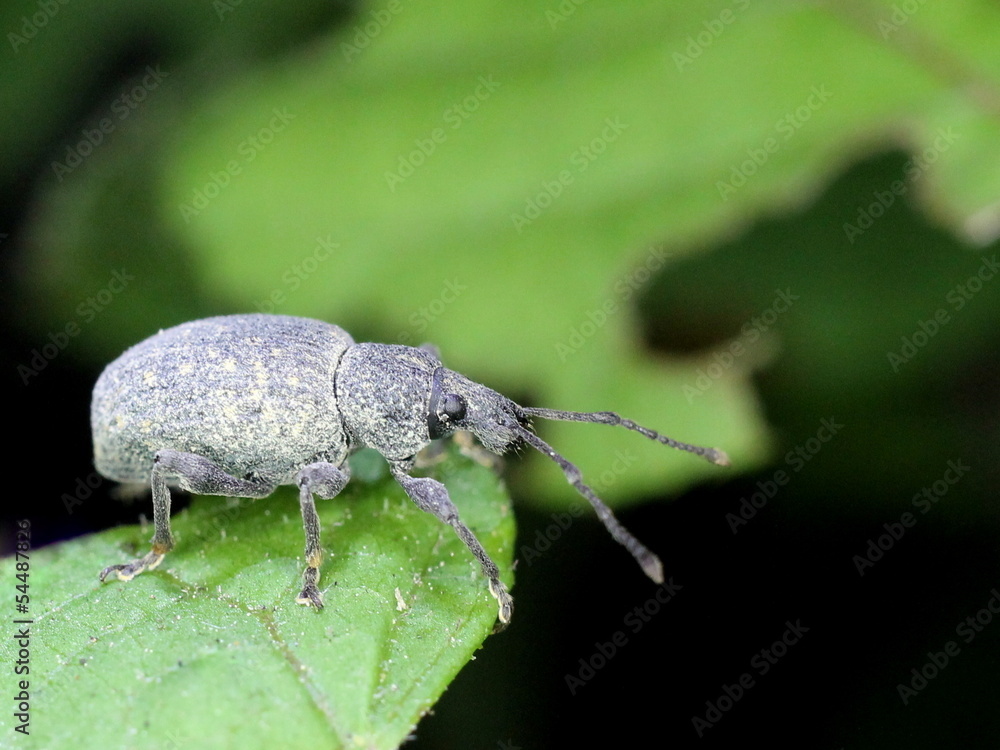 A Weevil Eating Leaves A Weevil Eating Leaves