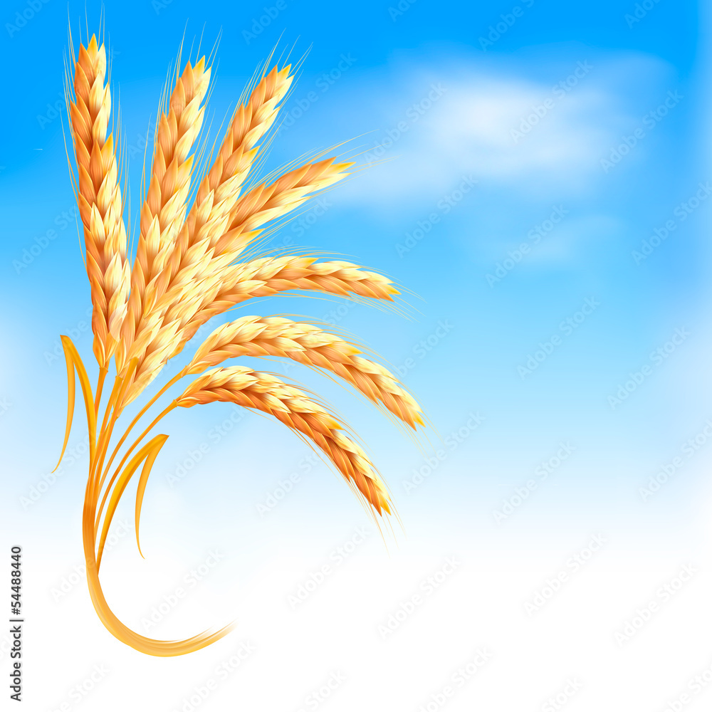 Obraz premium Ears of wheat in front of blue sky. Vector illustration.