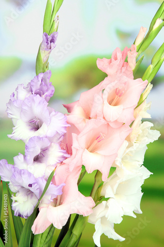 Fototapeta Naklejka Na Ścianę i Meble -  Beautiful gladiolus flower on bright background