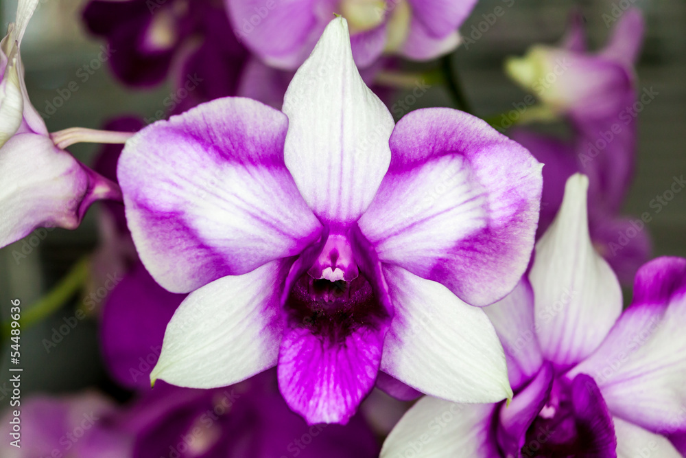 Obraz premium Group of white purple orchid flowers